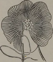 Picture 20 of 22 from Art-needlework for decorative embroidery : a guide to embroidery in crewels, silks, appliqué, etc. ... (1879), leaf 51
