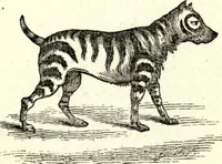 Picture 49 of 118 from The art of amusing : being a collection of graceful arts, merry games, odd tricks, curious puzzles, and new charades : together with suggestions for private theatricals, tableaux, and all sorts of parlor and family amusements (1866), leaf 144
