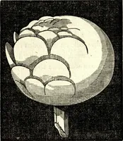 Picture 25 of 118 from The art of amusing : being a collection of graceful arts, merry games, odd tricks, curious puzzles, and new charades : together with suggestions for private theatricals, tableaux, and all sorts of parlor and family amusements (1866), leaf 75