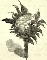 Picture 26 of 118 from The art of amusing : being a collection of graceful arts, merry games, odd tricks, curious puzzles, and new charades : together with suggestions for private theatricals, tableaux, and all sorts of parlor and family amusements (1866), leaf 76