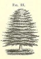 Picture 10 of 15 from The art of beautifying suburban home grounds of small extent : the advantages of suburban homesover city or country homes; the comfort and economy of neighboring improvements; the choice and tre atment of building sites; and the best modes of laying out, planting, and keeping decorated grounds.Illustrated by upwards of two hundred plates and engravings ... With descriptions of the beautiful and hardy trees and shrubs grown in the United States (1870), leaf 364