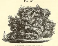 Picture 12 of 15 from The art of beautifying suburban home grounds of small extent : the advantages of suburban homesover city or country homes; the comfort and economy of neighboring improvements; the choice and tre atment of building sites; and the best modes of laying out, planting, and keeping decorated grounds.Illustrated by upwards of two hundred plates and engravings ... With descriptions of the beautiful and hardy trees and shrubs grown in the United States (1870), leaf 448