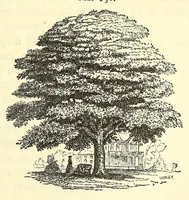 Picture 13 of 15 from The art of beautifying suburban home grounds of small extent : the advantages of suburban homesover city or country homes; the comfort and economy of neighboring improvements; the choice and tre atment of building sites; and the best modes of laying out, planting, and keeping decorated grounds.Illustrated by upwards of two hundred plates and engravings ... With descriptions of the beautiful and hardy trees and shrubs grown in the United States (1870), leaf 483