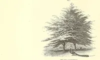 Picture 14 of 15 from The art of beautifying suburban home grounds of small extent : the advantages of suburban homesover city or country homes; the comfort and economy of neighboring improvements; the choice and tre atment of building sites; and the best modes of laying out, planting, and keeping decorated grounds.Illustrated by upwards of two hundred plates and engravings ... With descriptions of the beautiful and hardy trees and shrubs grown in the United States (1870), leaf 512