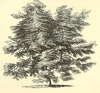 Picture 15 of 15 from The art of beautifying suburban home grounds of small extent : the advantages of suburban homesover city or country homes; the comfort and economy of neighboring improvements; the choice and tre atment of building sites; and the best modes of laying out, planting, and keeping decorated grounds.Illustrated by upwards of two hundred plates and engravings ... With descriptions of the beautiful and hardy trees and shrubs grown in the United States (1870), leaf 621