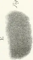 An illustration from The art of drawing on stone, giving a full explanation of the various styles, of the different methods to be employed to ensure success, and of the modes of correcting, as well as of the several causes of failure (1833)
