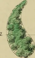 Picture 14 of 37 from The art and practice of landscape gardening (1890), leaf 67