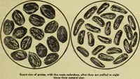 An illustration from The art & practice of typography : a manual of American printing, including a brief history up to the twentieth century, with reproductions of the work of early masters of the craft, and a practical discussion and an extensive demonstration of the modern use of type-faces and methods of arrangement (1917)