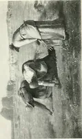 An illustration from The art reader, prepared for supplementary reading in public and private schools, with illustrations of some of the masterpieces of painting, sculpture, and architecture (1905)