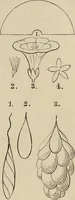 Picture 45 of 76 from Art recreations : (1863), leaf 252