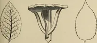 An illustration from Art recreations : (1863)