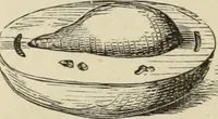Picture 65 of 76 from Art recreations : (1863), leaf 295