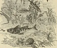 An illustration from Art recreations : (1863)