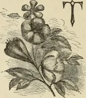 An illustration from Art recreations : (1863)