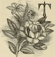An illustration from Art recreations : (1863)