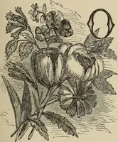 An illustration from Art recreations : (1863)