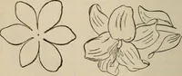 An illustration from Art recreations; being a complete guide to pencil drawing, oil painting, water-color painting, crayon drawing and painting, painting on ground glass, Grecian painting, antique painting, oriental painting, sign painting, theorem painting, ferneries, moss work, papier mache, cone work, feather flowers, potichomanie, leather work, hair work, taxidermy, gilding and bronzing, plaster work, decalcomanie, wax work, shell work, magic lantern, paper flowers, imitation of pearl, the aquqrium, sealing-wax painting, panorama painting, coloring photographs, enamel painting, etc. (1873)