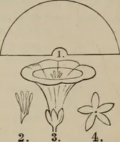An illustration from Art recreations; being a complete guide to pencil drawing, oil painting, water-color painting, crayon drawing and painting, painting on ground glass, Grecian painting, antique painting, oriental painting, sign painting, theorem painting, ferneries, moss work, papier mache, cone work, feather flowers, potichomanie, leather work, hair work, taxidermy, gilding and bronzing, plaster work, decalcomanie, wax work, shell work, magic lantern, paper flowers, imitation of pearl, the aquqrium, sealing-wax painting, panorama painting, coloring photographs, enamel painting, etc. (1873)