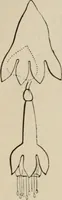 An illustration from Art recreations; being a complete guide to pencil drawing, oil painting, water-color painting, crayon drawing and painting, painting on ground glass, Grecian painting, antique painting, oriental painting, sign painting, theorem painting, ferneries, moss work, papier mache, cone work, feather flowers, potichomanie, leather work, hair work, taxidermy, gilding and bronzing, plaster work, decalcomanie, wax work, shell work, magic lantern, paper flowers, imitation of pearl, the aquqrium, sealing-wax painting, panorama painting, coloring photographs, enamel painting, etc. (1873)