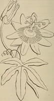 An illustration from Art recreations; being a complete guide to pencil drawing, oil painting, water-color painting, crayon drawing and painting, painting on ground glass, Grecian painting, antique painting, oriental painting, sign painting, theorem painting, ferneries, moss work, papier mache, cone work, feather flowers, potichomanie, leather work, hair work, taxidermy, gilding and bronzing, plaster work, decalcomanie, wax work, shell work, magic lantern, paper flowers, imitation of pearl, the aquqrium, sealing-wax painting, panorama painting, coloring photographs, enamel painting, etc. (1873)