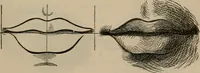 An illustration from Art recreations; being a complete guide to pencil drawing, oil painting, water-color painting, crayon drawing and painting, painting on ground glass, Grecian painting, antique painting, oriental painting, sign painting, theorem painting, ferneries, moss work, papier mache, cone work, feather flowers, potichomanie, leather work, hair work, taxidermy, gilding and bronzing, plaster work, decalcomanie, wax work, shell work, magic lantern, paper flowers, imitation of pearl, the aquqrium, sealing-wax painting, panorama painting, coloring photographs, enamel painting, etc. (1873)