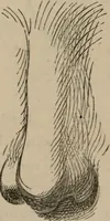 An illustration from Art recreations; being a complete guide to pencil drawing, oil painting, water-color painting, crayon drawing and painting, painting on ground glass, Grecian painting, antique painting, oriental painting, sign painting, theorem painting, ferneries, moss work, papier mache, cone work, feather flowers, potichomanie, leather work, hair work, taxidermy, gilding and bronzing, plaster work, decalcomanie, wax work, shell work, magic lantern, paper flowers, imitation of pearl, the aquqrium, sealing-wax painting, panorama painting, coloring photographs, enamel painting, etc. (1873)