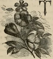 An illustration from Art recreations; being a complete guide to pencil drawing, oil painting, water-color painting, crayon drawing and painting, painting on ground glass, Grecian painting, antique painting, oriental painting, sign painting, theorem painting, ferneries, moss work, papier mache, cone work, feather flowers, potichomanie, leather work, hair work, taxidermy, gilding and bronzing, plaster work, decalcomanie, wax work, shell work, magic lantern, paper flowers, imitation of pearl, the aquqrium, sealing-wax painting, panorama painting, coloring photographs, enamel painting, etc. (1873)