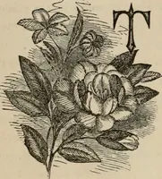 An illustration from Art recreations; being a complete guide to pencil drawing, oil painting, water-color painting, crayon drawing and painting, painting on ground glass, Grecian painting, antique painting, oriental painting, sign painting, theorem painting, ferneries, moss work, papier mache, cone work, feather flowers, potichomanie, leather work, hair work, taxidermy, gilding and bronzing, plaster work, decalcomanie, wax work, shell work, magic lantern, paper flowers, imitation of pearl, the aquqrium, sealing-wax painting, panorama painting, coloring photographs, enamel painting, etc. (1873)