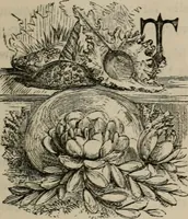 An illustration from Art recreations; being a complete guide to pencil drawing, oil painting, water-color painting, crayon drawing and painting, painting on ground glass, Grecian painting, antique painting, oriental painting, sign painting, theorem painting, ferneries, moss work, papier mache, cone work, feather flowers, potichomanie, leather work, hair work, taxidermy, gilding and bronzing, plaster work, decalcomanie, wax work, shell work, magic lantern, paper flowers, imitation of pearl, the aquqrium, sealing-wax painting, panorama painting, coloring photographs, enamel painting, etc. (1873)