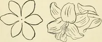 An illustration from Art recreations : being a complete guide to pencil drawing, oil painting ... moss work, papier mache...wax work, shell work...enamel painting, etc. (1871)