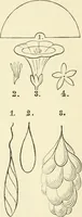 An illustration from Art recreations : being a complete guide to pencil drawing, oil painting ... moss work, papier mache...wax work, shell work...enamel painting, etc. (1871)