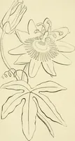 An illustration from Art recreations : being a complete guide to pencil drawing, oil painting ... moss work, papier mache...wax work, shell work...enamel painting, etc. (1871)