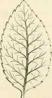 An illustration from Art recreations : being a complete guide to pencil drawing, oil painting ... moss work, papier mache...wax work, shell work...enamel painting, etc. (1871)