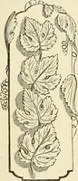An illustration from Art recreations : being a complete guide to pencil drawing, oil painting ... moss work, papier mache...wax work, shell work...enamel painting, etc. (1871)