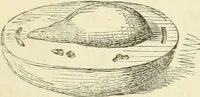 An illustration from Art recreations : being a complete guide to pencil drawing, oil painting ... moss work, papier mache...wax work, shell work...enamel painting, etc. (1871)