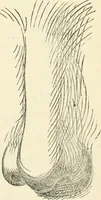 An illustration from Art recreations : being a complete guide to pencil drawing, oil painting ... moss work, papier mache...wax work, shell work...enamel painting, etc. (1871)