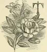 An illustration from Art recreations : being a complete guide to pencil drawing, oil painting ... moss work, papier mache...wax work, shell work...enamel painting, etc. (1871)