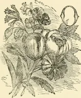 An illustration from Art recreations : being a complete guide to pencil drawing, oil painting ... moss work, papier mache...wax work, shell work...enamel painting, etc. (1871)