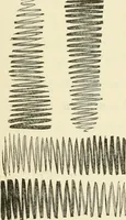 An illustration from Art recreations : being a complete guide to pencil drawing, oil painting ... moss work, papier mache...wax work, shell work...enamel painting, etc. (1871)