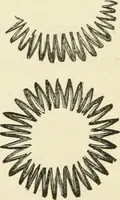 An illustration from Art recreations : being a complete guide to pencil drawing, oil painting ... moss work, papier mache...wax work, shell work...enamel painting, etc. (1871)