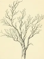 An illustration from Art recreations : being a complete guide to pencil drawing, oil painting ... moss work, papier mache...wax work, shell work...enamel painting, etc. (1871)