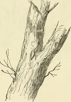 An illustration from Art recreations : being a complete guide to pencil drawing, oil painting ... moss work, papier mache...wax work, shell work...enamel painting, etc. (1871)