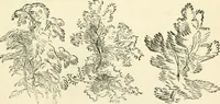 An illustration from Art recreations : being a complete guide to pencil drawing, oil painting ... moss work, papier mache...wax work, shell work...enamel painting, etc. (1871)