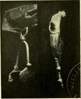 Picture 106 of 141 from The arts and crafts of our Teutonic forefathers (1910), leaf 228