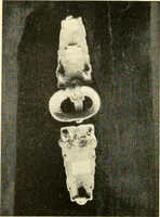 Picture 120 of 141 from The arts and crafts of our Teutonic forefathers (1910), leaf 271