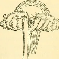 An illustration from The arts in early England (1903)
