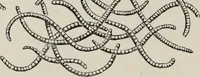 An illustration from Art-studies from nature, as applied to design : for the use of architects, designers, and manufacturers (1872)