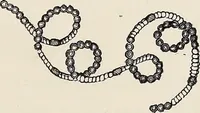 An illustration from Art-studies from nature, as applied to design : for the use of architects, designers, and manufacturers (1872)