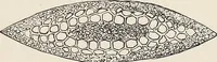 An illustration from Art-studies from nature, as applied to design : for the use of architects, designers, and manufacturers (1872)