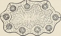 An illustration from Art-studies from nature, as applied to design : for the use of architects, designers, and manufacturers (1872)